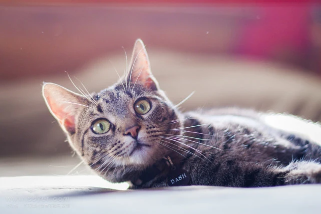 猫睡在脚边和枕边有何区别？很多人误会了，睡枕边并非很亲近！