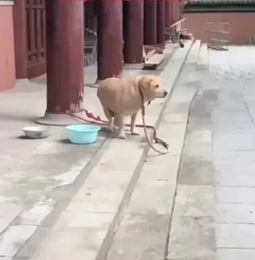 寺庙的柱子上拴着1条拉布拉多，凑近看清后：喂猪饲料养大的吧