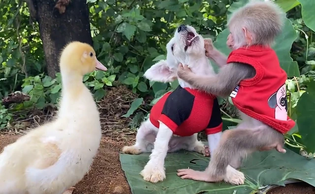 猴子太调皮了，不光从狗狗嘴里抢食，还把狗狗当成自己的坐骑！