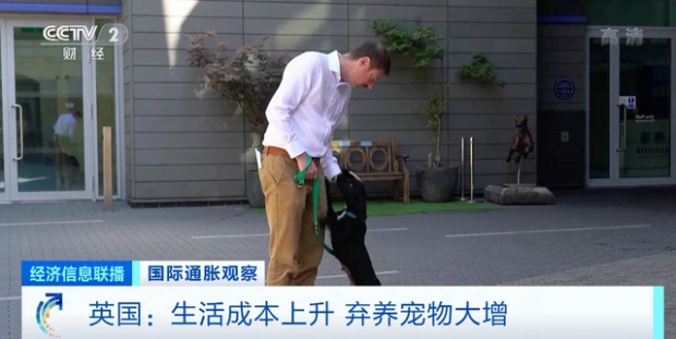 英国生活成本上升，弃养宠物大增