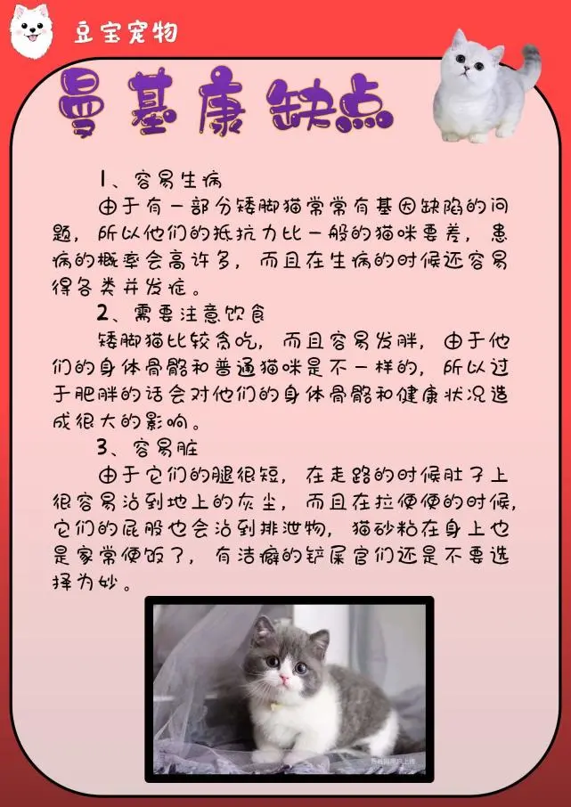 【豆宝小课堂】曼基康矮脚猫