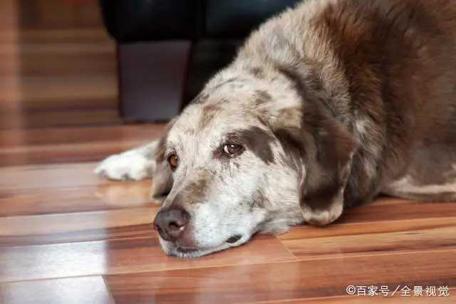老年狗狗的这6种症状，其实是在向你“告别”，不要错过了
