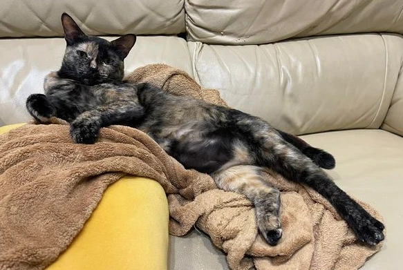 斥巨资买入5678个高档猫窝，猫主子独爱躺地板…