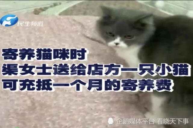 女子把猫送到宠物店寄养，宠物店老板却未经同意把猫卖了