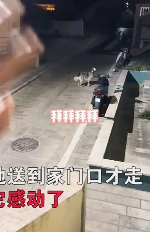 女子半夜回家，喂过1次的流浪狗跑来相送：狗狗太重感情了