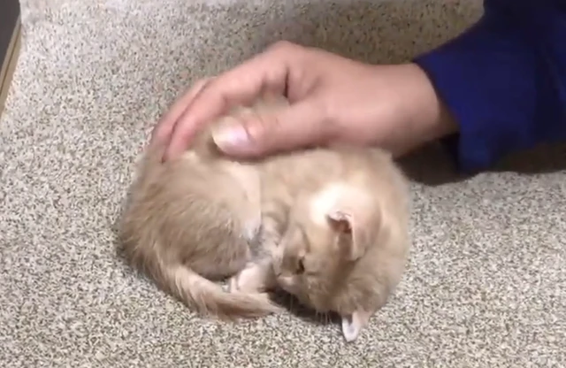 小猫被救后严重缺乏安全感，一定要趴在主人身上才能安稳入睡！