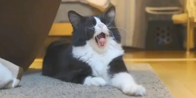 叫猫咪名字时，猫咪不理你的真实原因，你知道吗？
