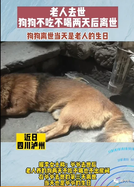 老人去世狗狗绝食两天后离世，破防：怕爷爷太孤单，大黄去陪他了