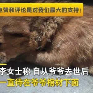 忠犬八公中国版让人泪目！老人去世狗狗绝食两天后离世