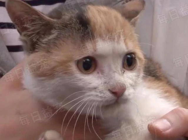 猫咪被困下水道，获好心人投喂2个月，因为太胖彻底出不来了