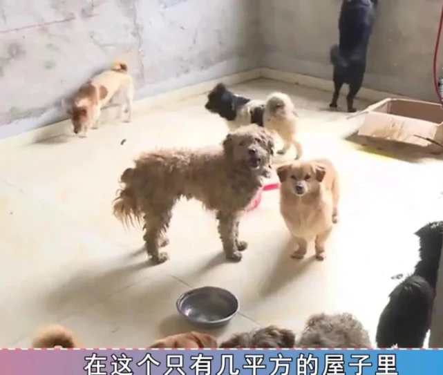 女子花15万养流浪狗，却不愿拿钱给尿毒症父亲治病：狗狗最重要