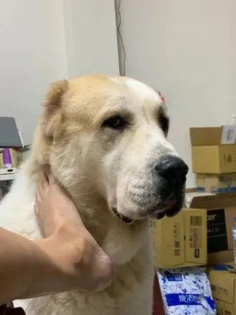 牧羊犬贪玩被蜜蜂蜇成沙皮狗，顶着绿豆眼求助：呜呜救救我！