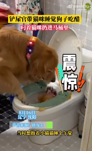 狗狗吃醋主人抱猫睡觉叼猫丢马桶，网友：原来狗狗也有嫉妒心呀！