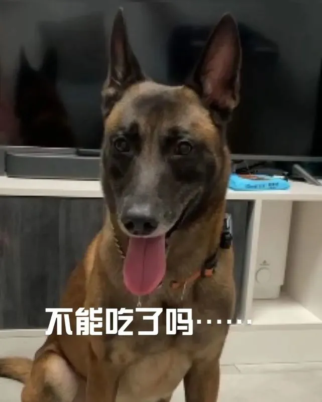 宠物绝育套餐怎么选？关于手术你要知道……