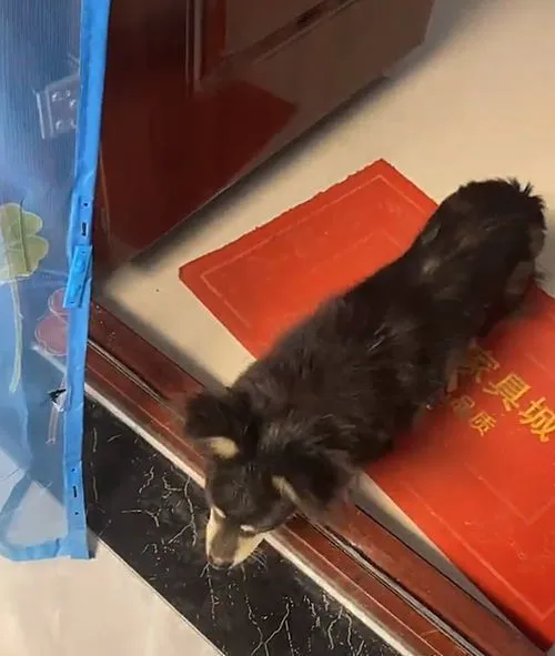 电梯口站着只流浪狗，抬着头看过往的行人，女子：呀，怎么是你？