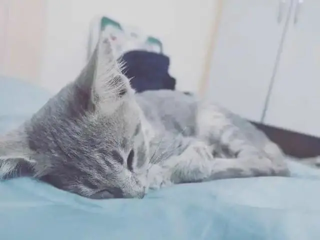 知乎高赞：把猫咪圈养在室内一辈子，并不残忍