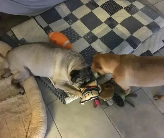 “狗闺女对大丹犬一见钟情了怎么办？”网友看到照片：换我我也心动！