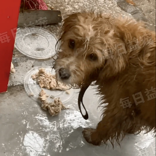 流浪狗来店里躲雨，好心老板没有驱赶，而是用美食热情招待