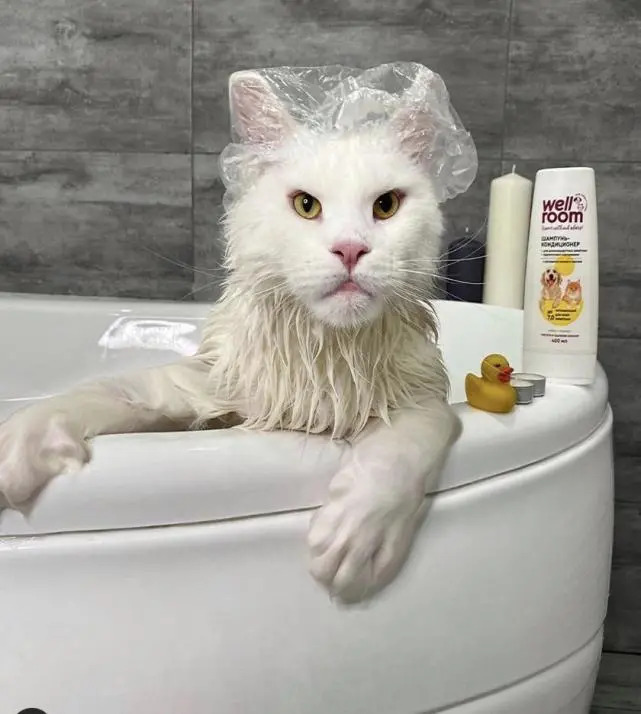 俄罗斯巨型猫猫火了！威猛大喵卖萌会带娃