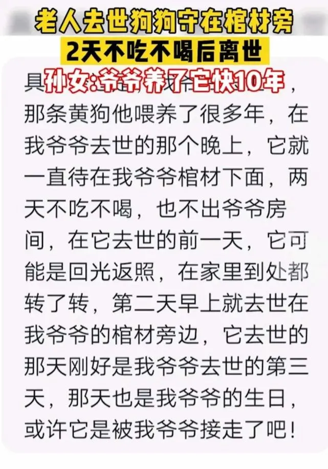 老人去世，毛孩子不吃不喝跟着走了，网友：狗比人更懂爱