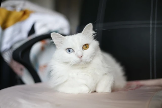 猫咪需要养两只作伴？铲屎官一厢情愿罢了
