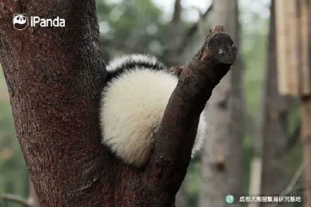 熊猫会害怕吗？网友：反正我挺怕的