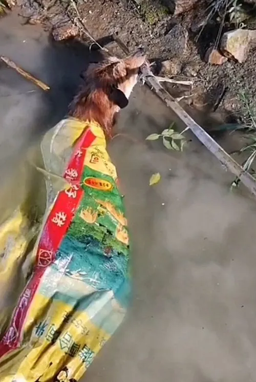 小狗被装在麻袋里丢入水中，幸得好心男子相救：可怜又无辜