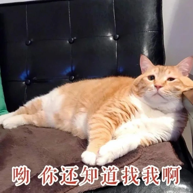 可爱的拽拽的表情包谁会能拒绝呢阿巴阿巴 一般般的我，一般般的拽。