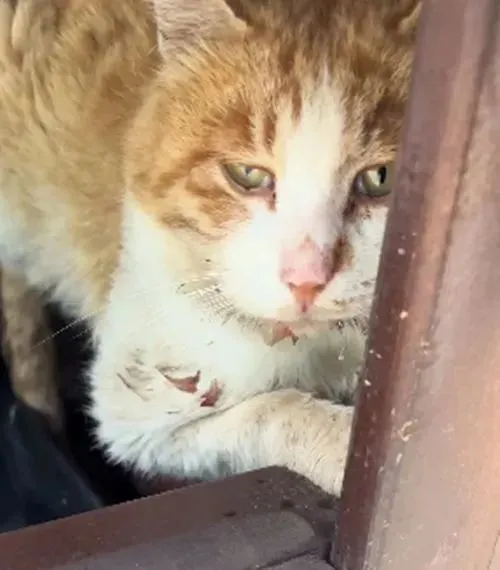 暴雨下1只流浪猫缩在垃圾桶里，眼神早已没了光：能活着就不错了