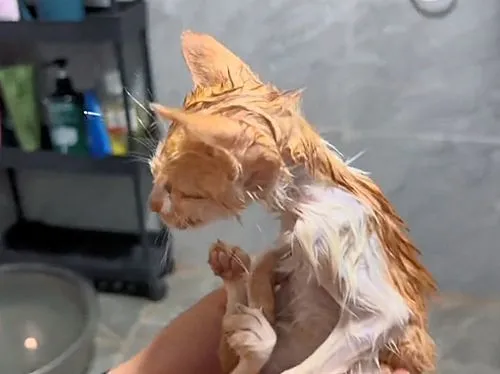 听闻地下车库有流浪猫，女子用“猫声”吸引，猫咪：是同伴来了吗