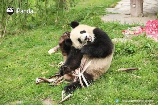 熊猫：我当时害怕极了