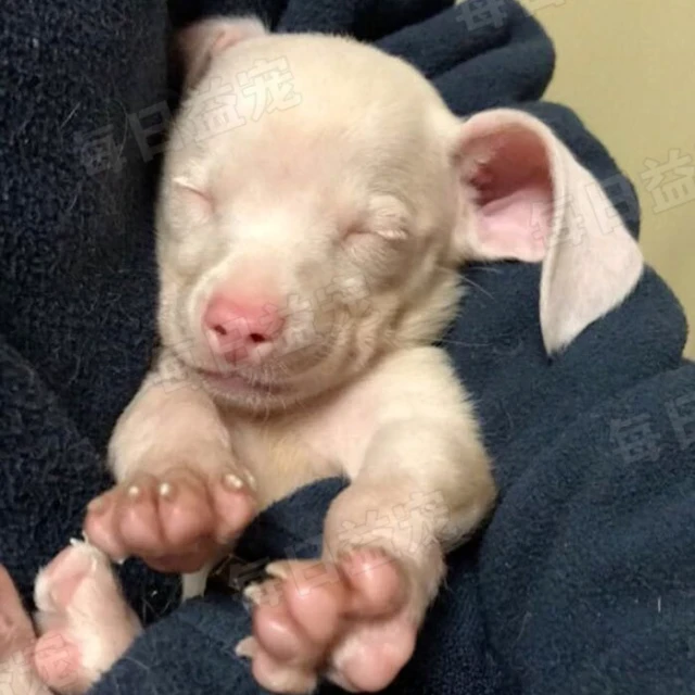 新生狗狗长得像猪，全身粉嘟嘟太可爱，可惜先天又聋又瞎