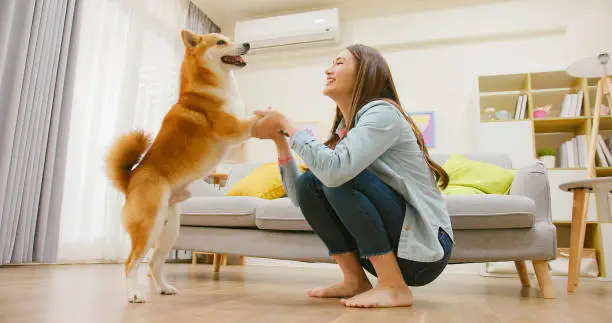 柴犬虽然是性格巨星，但它拥有10个无法抗拒的特质
