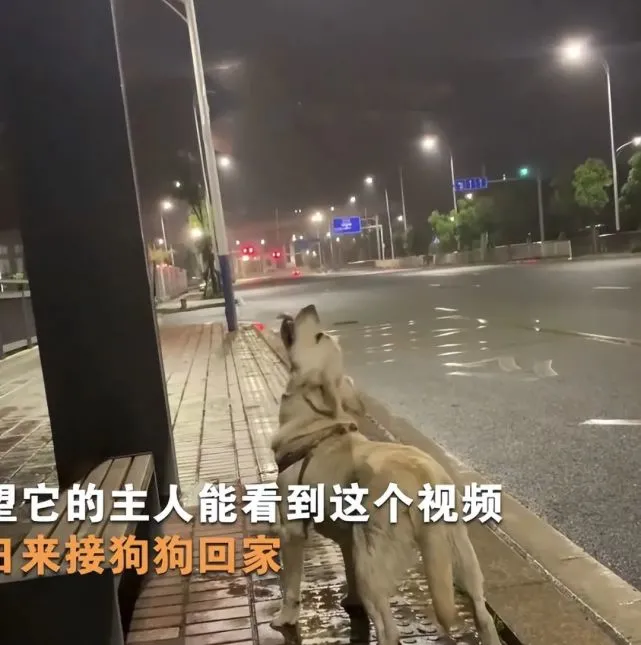 流浪狗仰头喝雨水，小伙看见后眼睛湿润了：也曾是谁家的小可爱
