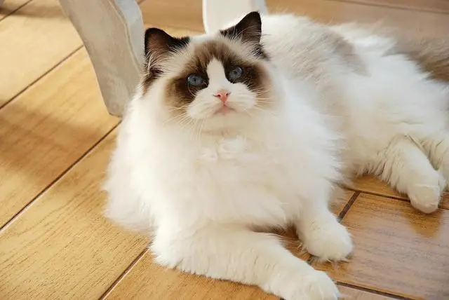 “朋友的布偶猫在我家生了6只，却不舍得送我一只，该绝交吗？”