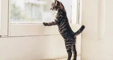 猫咪尝试与我们沟通的六种方式