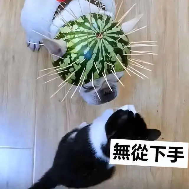 斗牛犬常受猫咪欺负，铲屎官给它做了个防猫神器，刺猬见到都要兜路走？