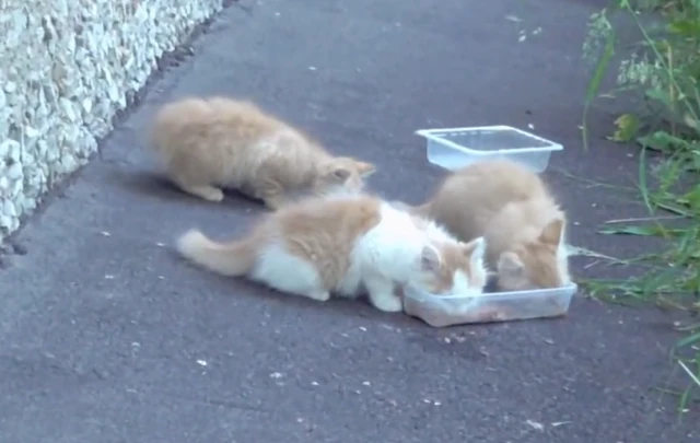 好心人给流浪猫投喂食物，猫妈妈吃了两口就不吃了，全都留给小猫