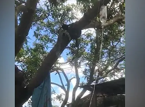 怕狗狗调皮不老实挂吊水，主人用麻袋将汪挂树上：这下没问题了吧