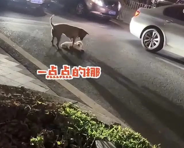 小狗被车撞伤后不能动弹，大狗咬着一点点挪到路边：太暖心了