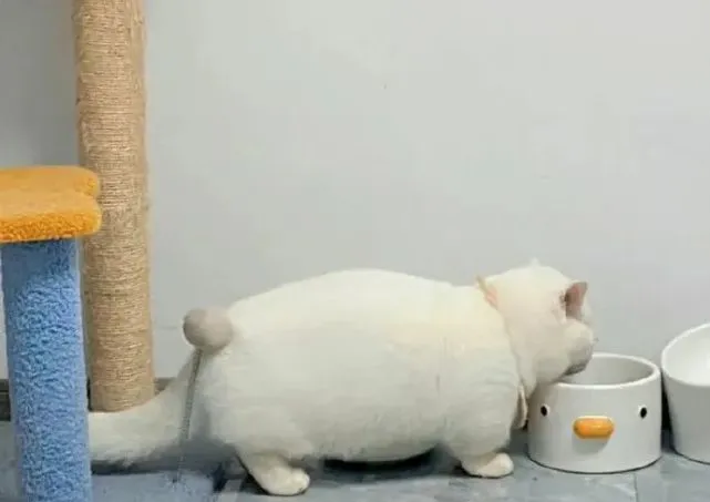 朋友家的猫，长得跟小板凳一样！​​​​