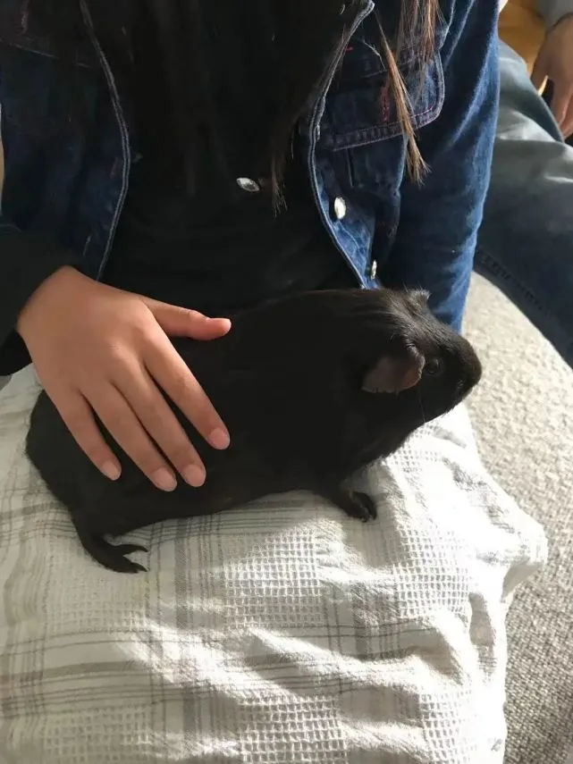 荷兰猪会流泪哭泣么？第412期