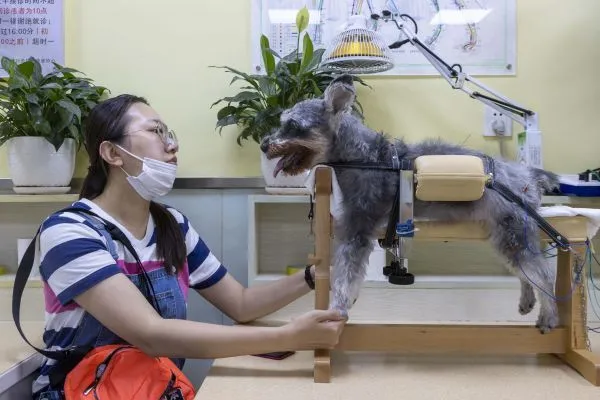 法媒：古老的针灸为患病宠物减轻痛苦
