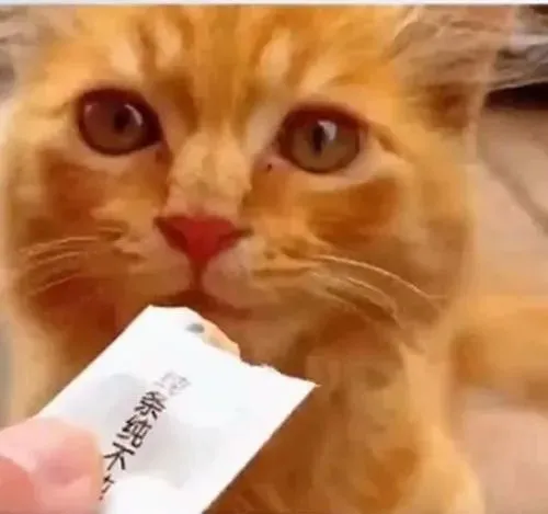 小伙投喂三腿流浪猫20多天后，发现了一张纸条，读完心情有些复杂