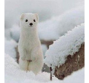 新疆雪山三宝，美的享受，不能生吃！