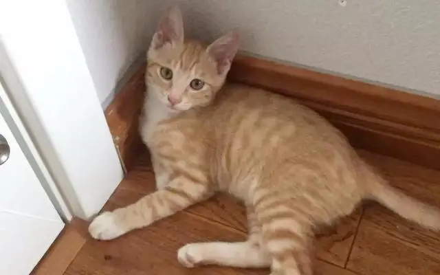 “邻居家的猫把我家猫睡了，我该不该要赔偿？”