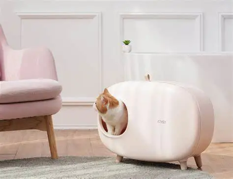 猫砂盆使用的常见十个错误，铲屎官们快自查改正吧！