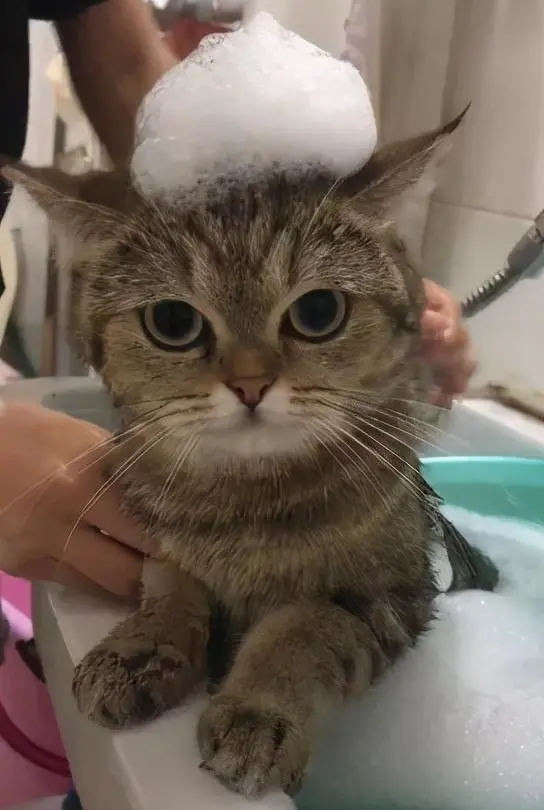 狸花猫有什么优点和缺点？你知道几个呢？