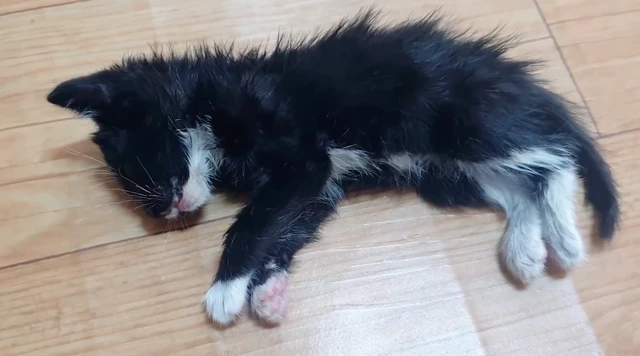 小猫被丢弃在山上冻成了冰棍，男子带回家全力抢救，奇迹发生了！