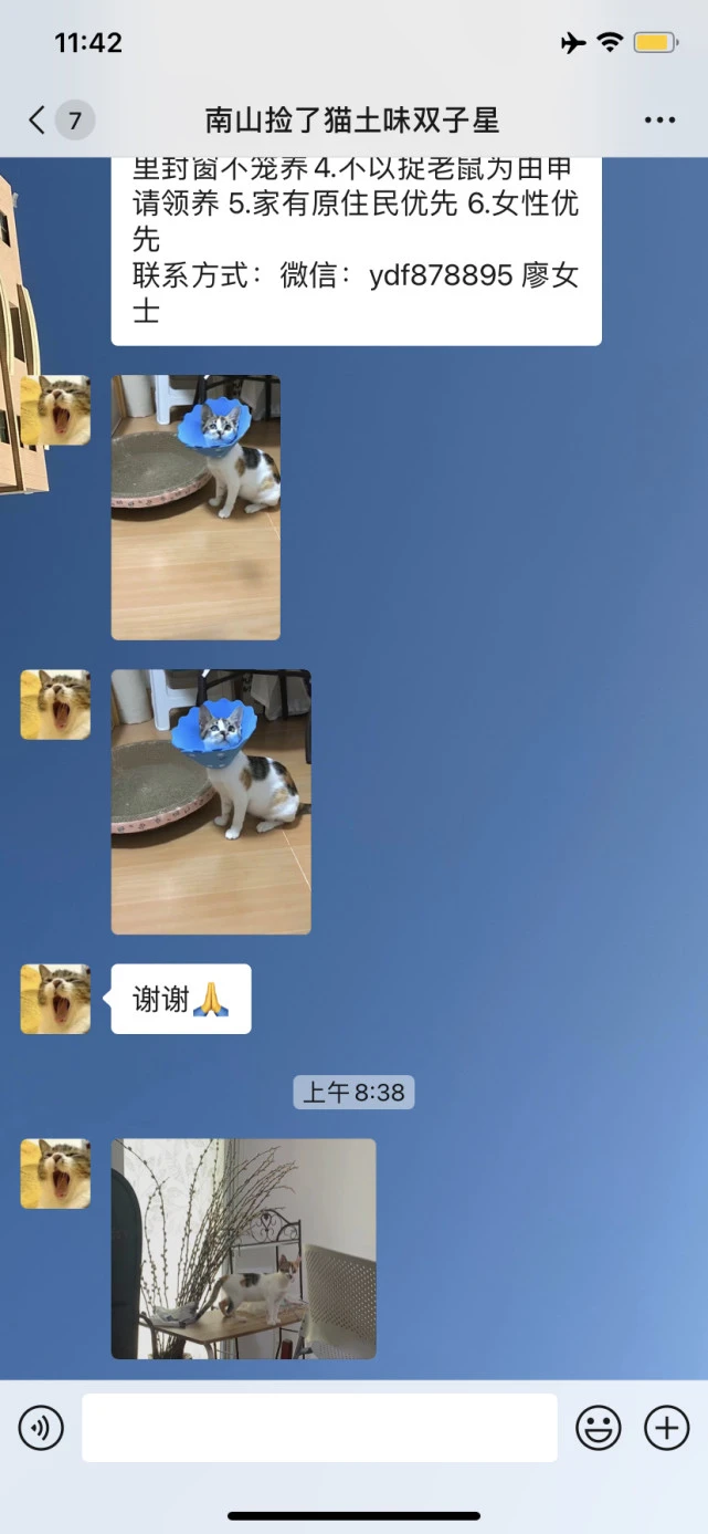 深圳猫咪领养